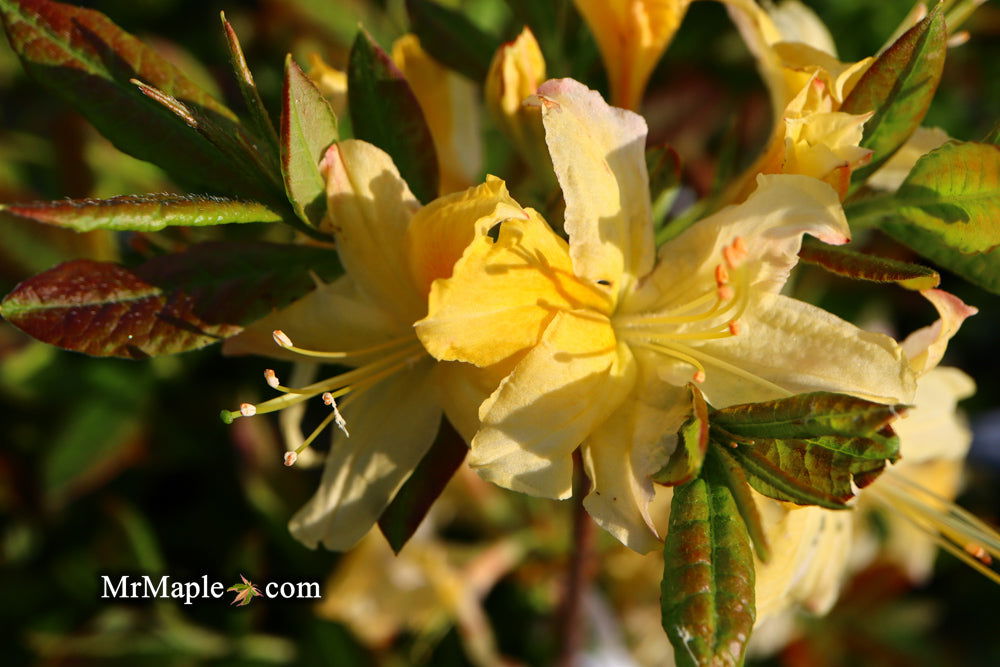 - Azalea 'Northern Hi-Lights’ White Flowers Deciduous Azalea - Mr Maple │ Buy Japanese Maple Trees