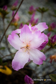 - Azalea 'Nuccio’s Voodoo’ Pink Flowering Azalea - Mr Maple │ Buy Japanese Maple Trees