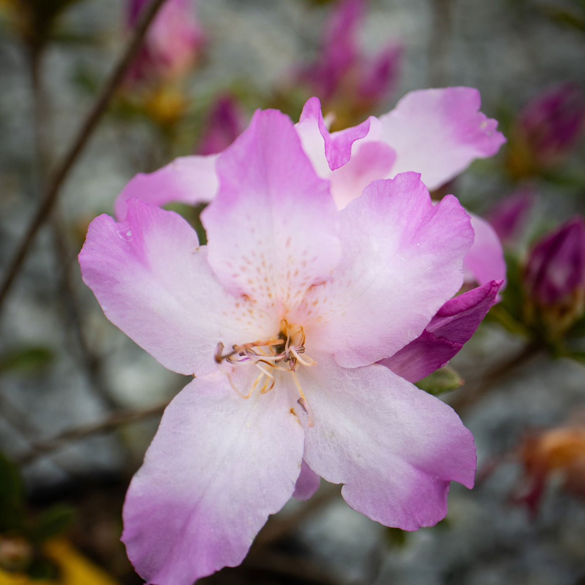 acca アッカ　ビオラファンタジー　シュシュ　ピンク Azalea 'Nuccio's Voodoo' Pink Flowering Azalea — Mr Maple │ Buy