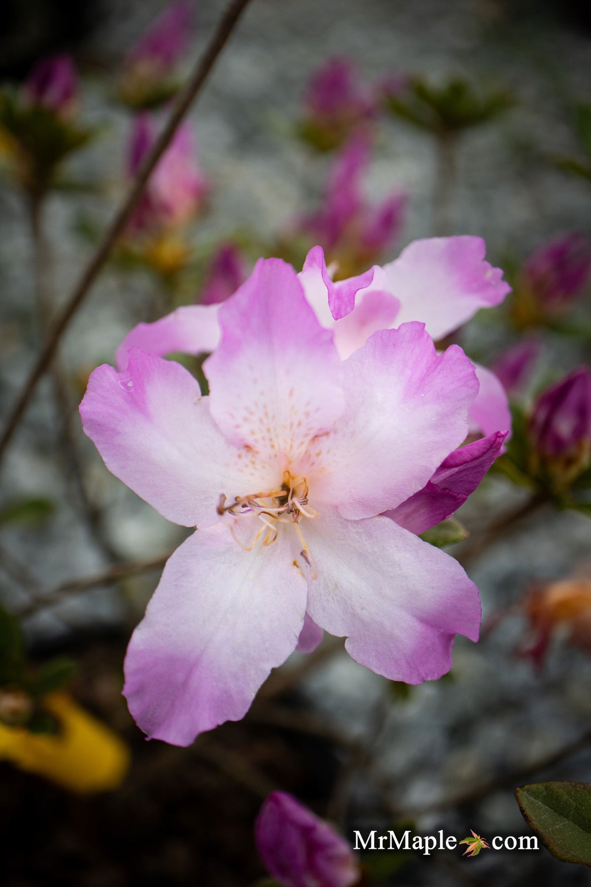 桜木　飾り Azalea_Nuccio_s_Voodoo_Pink_Fl