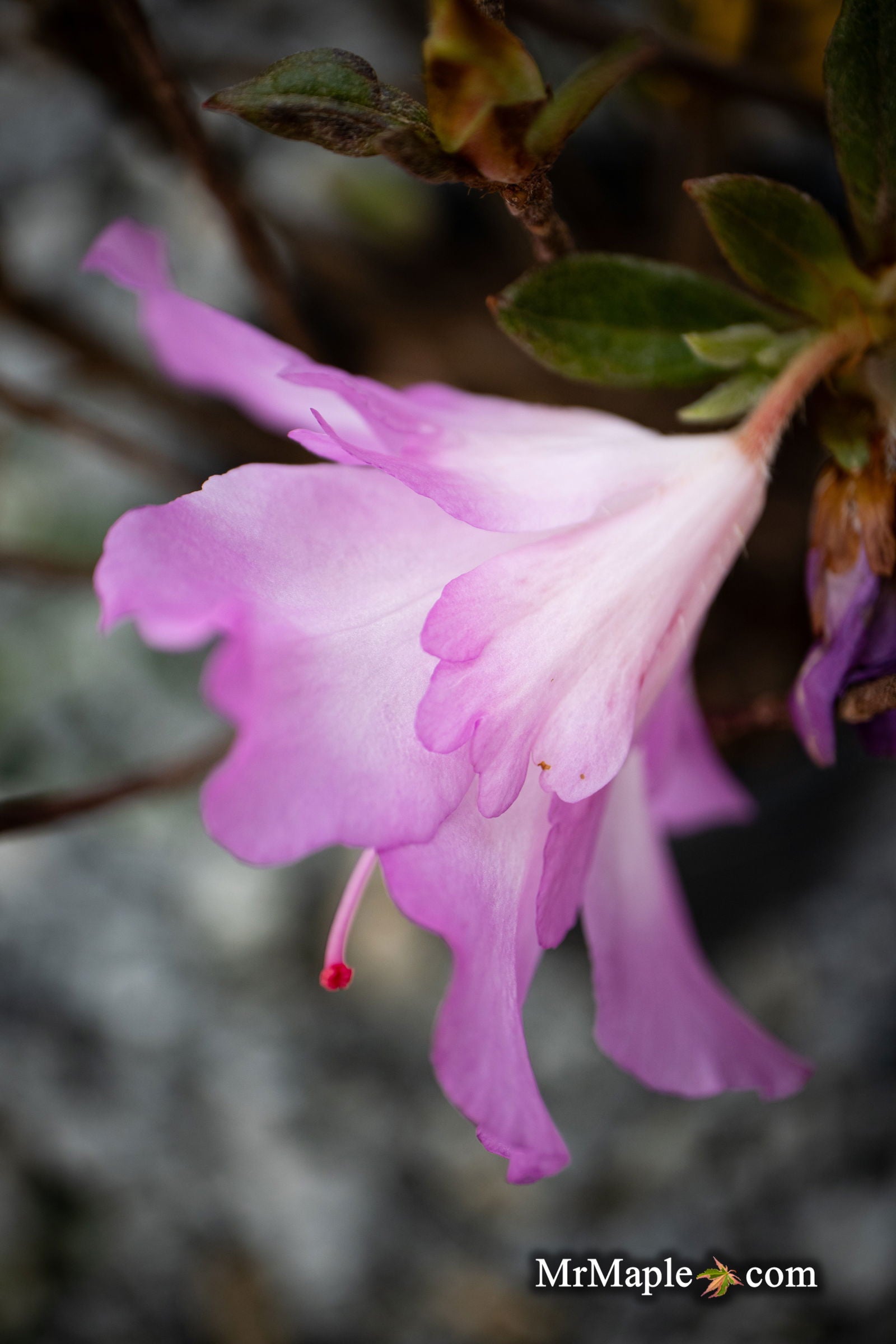 Azalea 'Nuccio's Voodoo' Pink Flowering Azalea — Mr Maple │ Buy