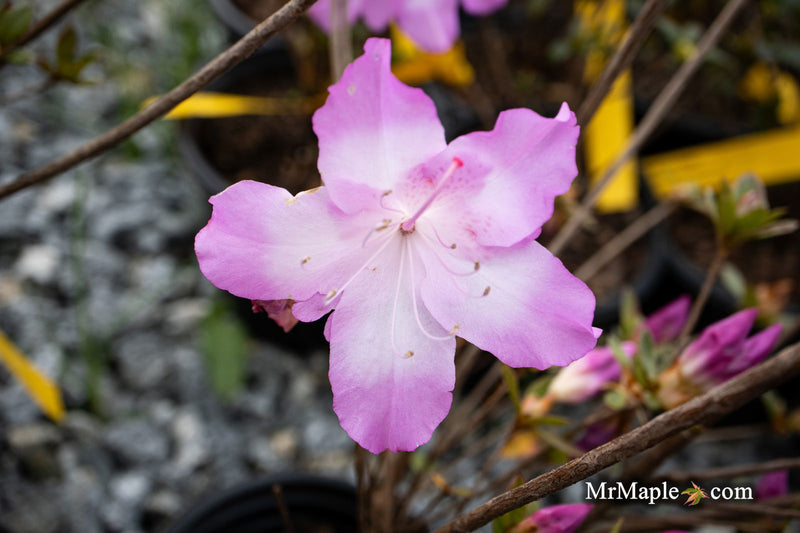 - Azalea 'Nuccio’s Voodoo’ Pink Flowering Azalea - Mr Maple │ Buy Japanese Maple Trees