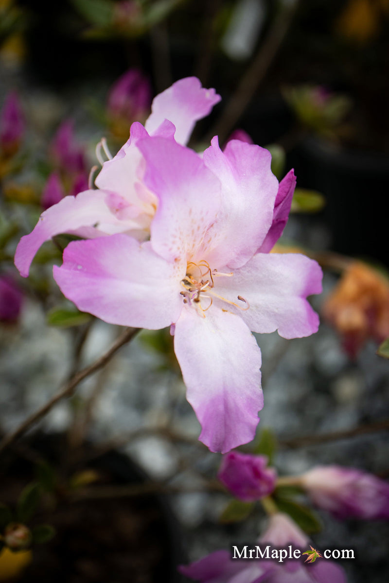 - Azalea 'Nuccio’s Voodoo’ Pink Flowering Azalea - Mr Maple │ Buy Japanese Maple Trees