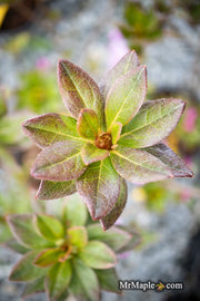 - Azalea 'Nuccio’s Voodoo’ Pink Flowering Azalea - Mr Maple │ Buy Japanese Maple Trees