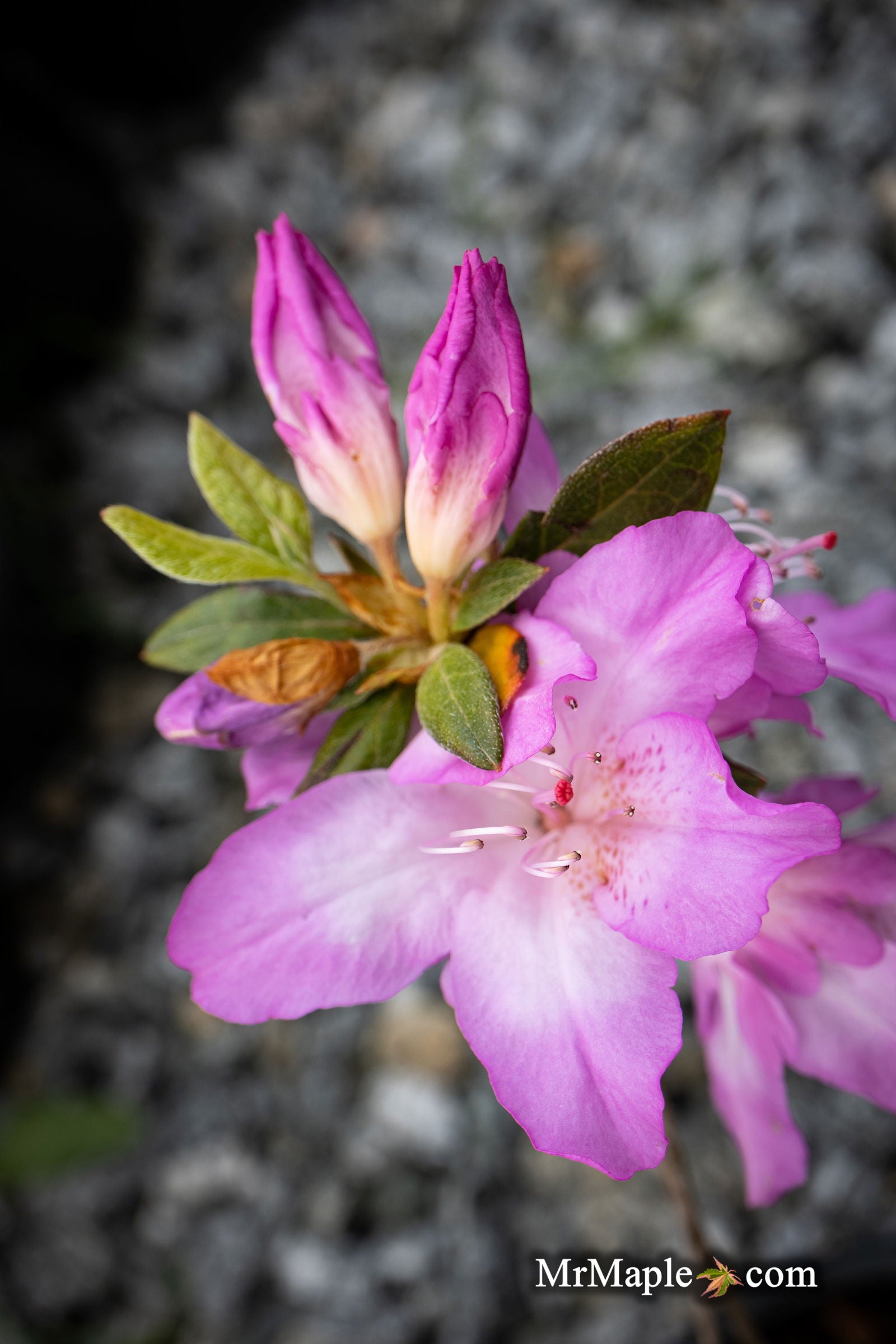 Azalea 'Nuccio's Voodoo' Pink Flowering Azalea — Mr Maple │ Buy