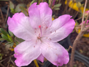- Azalea 'Nuccio’s Voodoo’ Pink Flowering Azalea - Mr Maple │ Buy Japanese Maple Trees