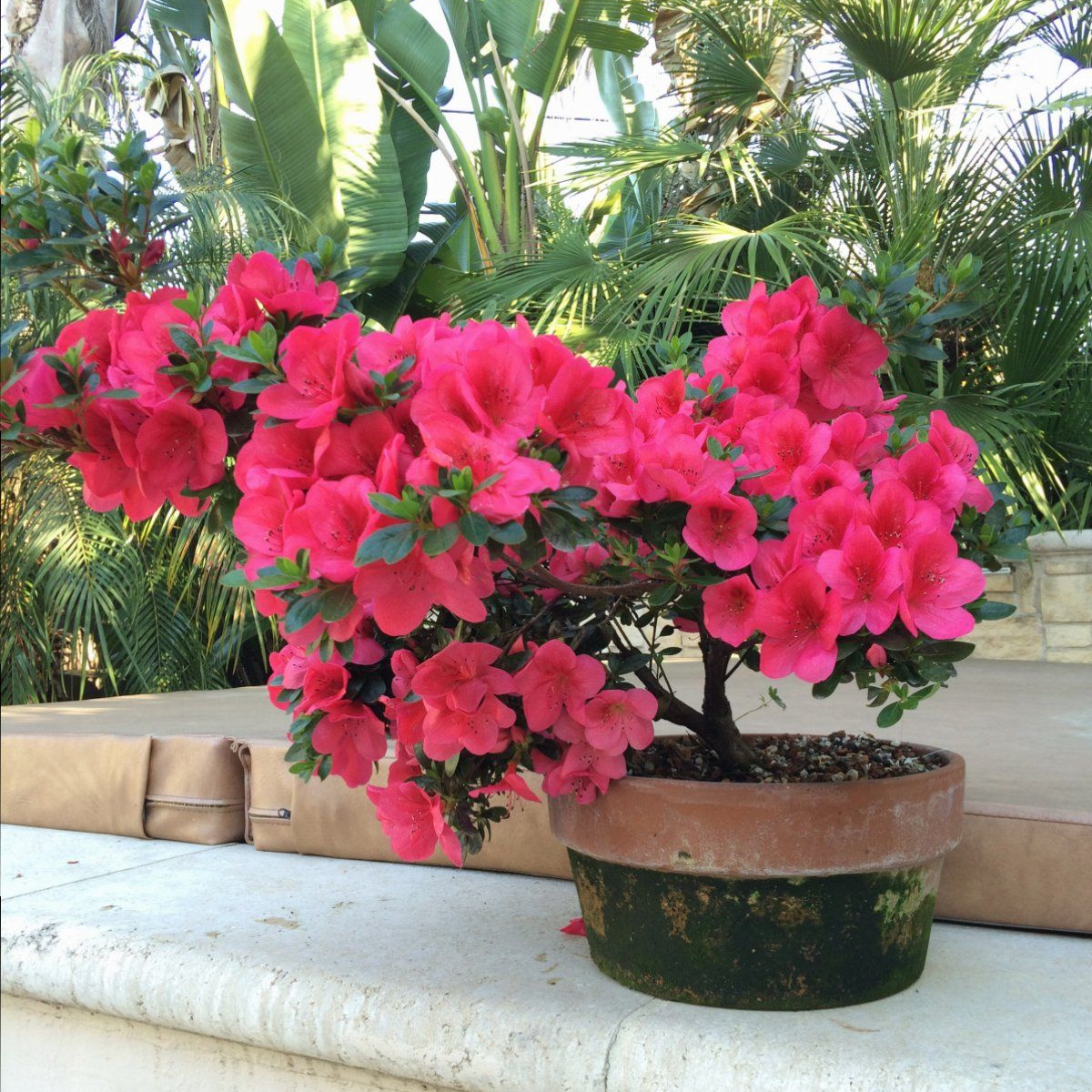 Azalea 'Nuccio's Wild Cherry' Cherry Pink Flowering Satsuki Azalea Azalea 'Nuccio's Wild Cherry' Cherry Pink Flowering Satsuki Azalea