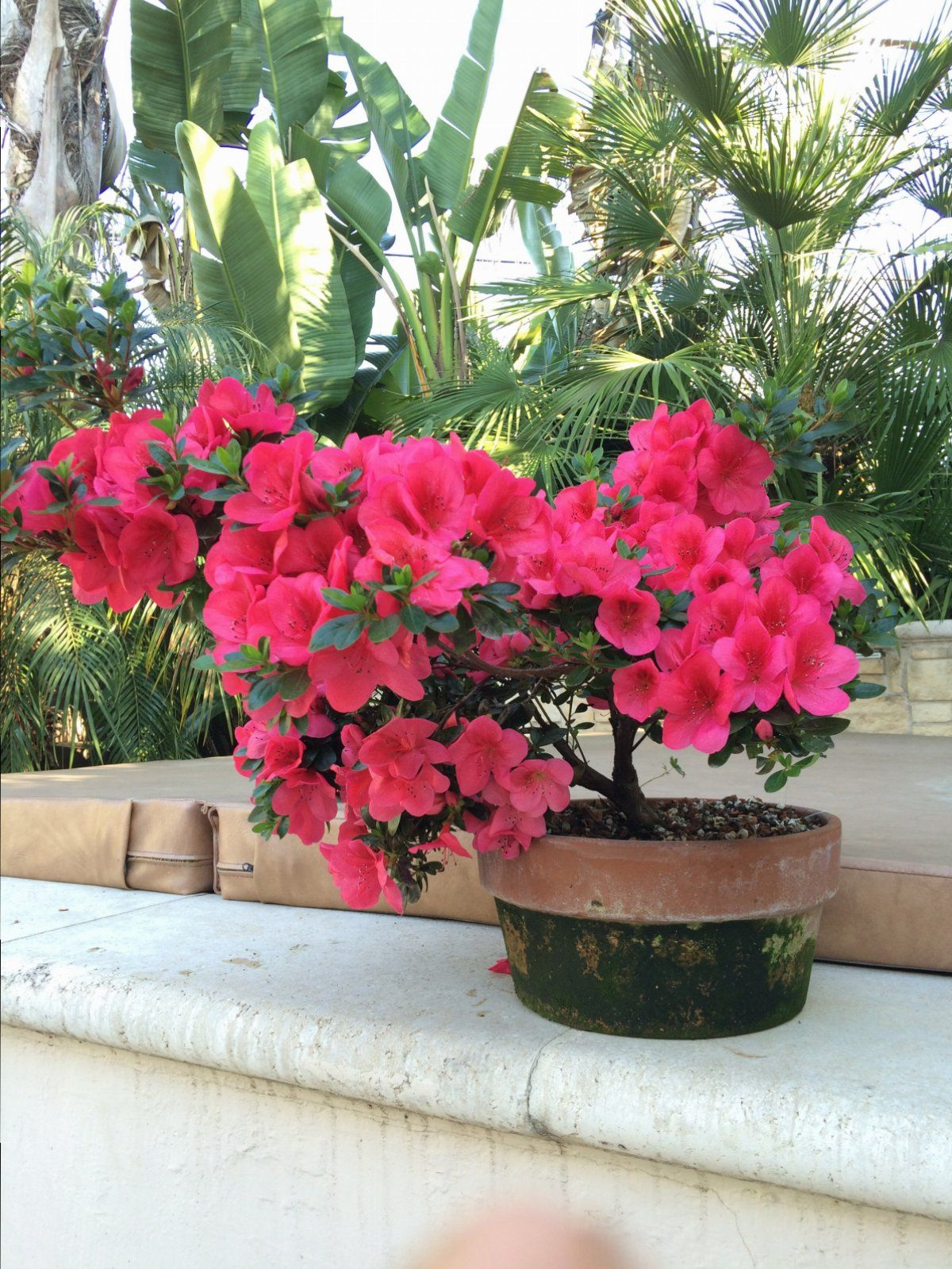 Azalea 'Nuccio's Wild Cherry' Cherry Pink Flowering Satsuki Azalea