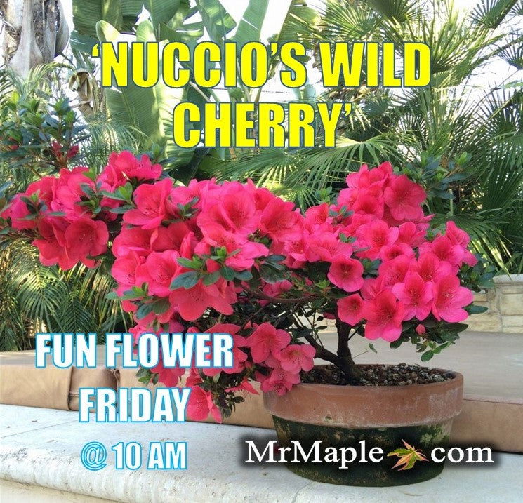 Azalea 'Nuccio's Wild Cherry' Cherry Pink Flowering Satsuki Azalea