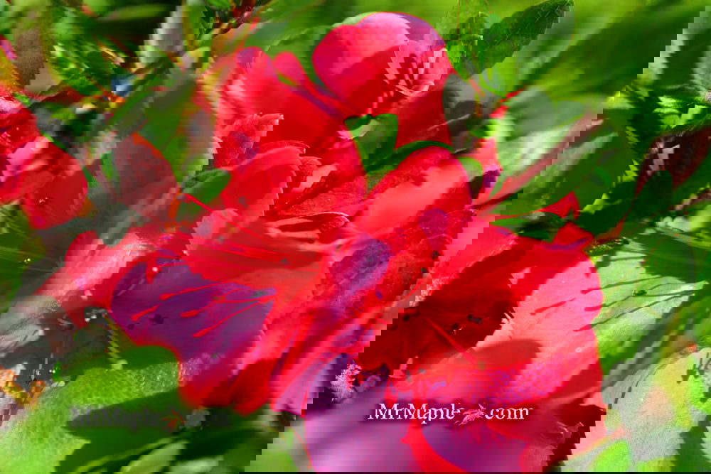 Azalea 'Nuccio's Wild Cherry' Cherry Pink Flowering Satsuki Azalea