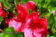 - Azalea 'Nuccio’s Wild Cherry’ Cherry Pink Flowering Satsuki Azalea - Mr Maple │ Buy Japanese Maple Trees