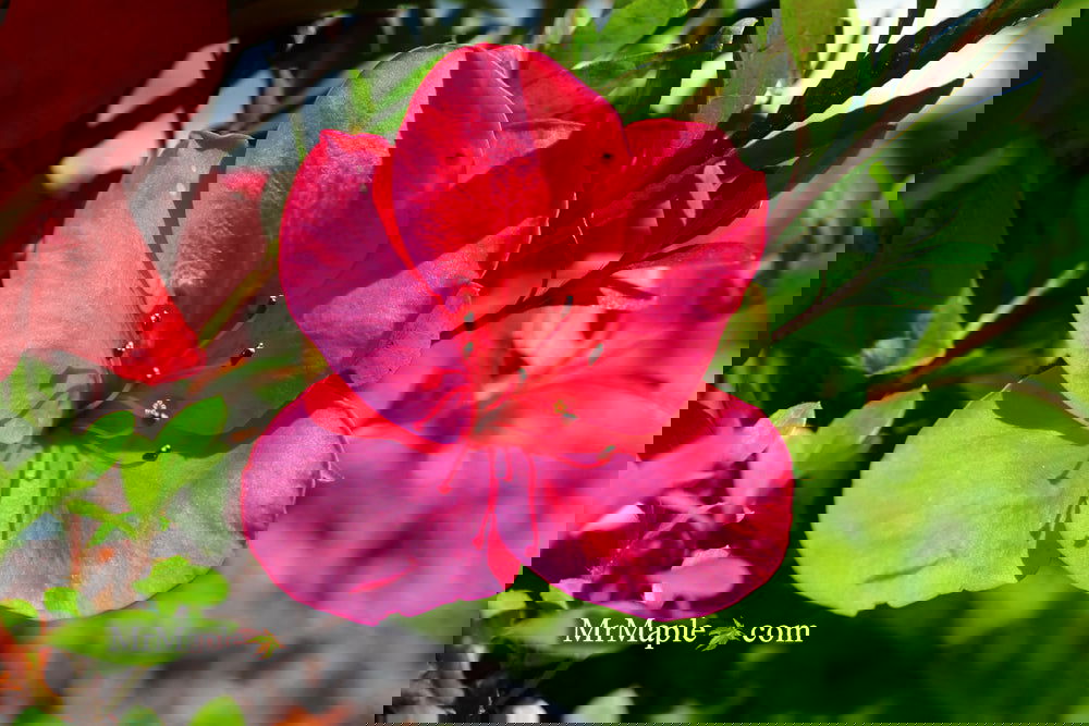 Azalea 'Nuccio's Wild Cherry' Cherry Pink Flowering Satsuki Azalea