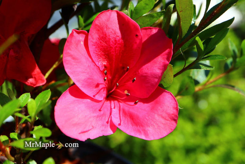 - Azalea 'Nuccio’s Wild Cherry’ Cherry Pink Flowering Satsuki Azalea - Mr Maple │ Buy Japanese Maple Trees