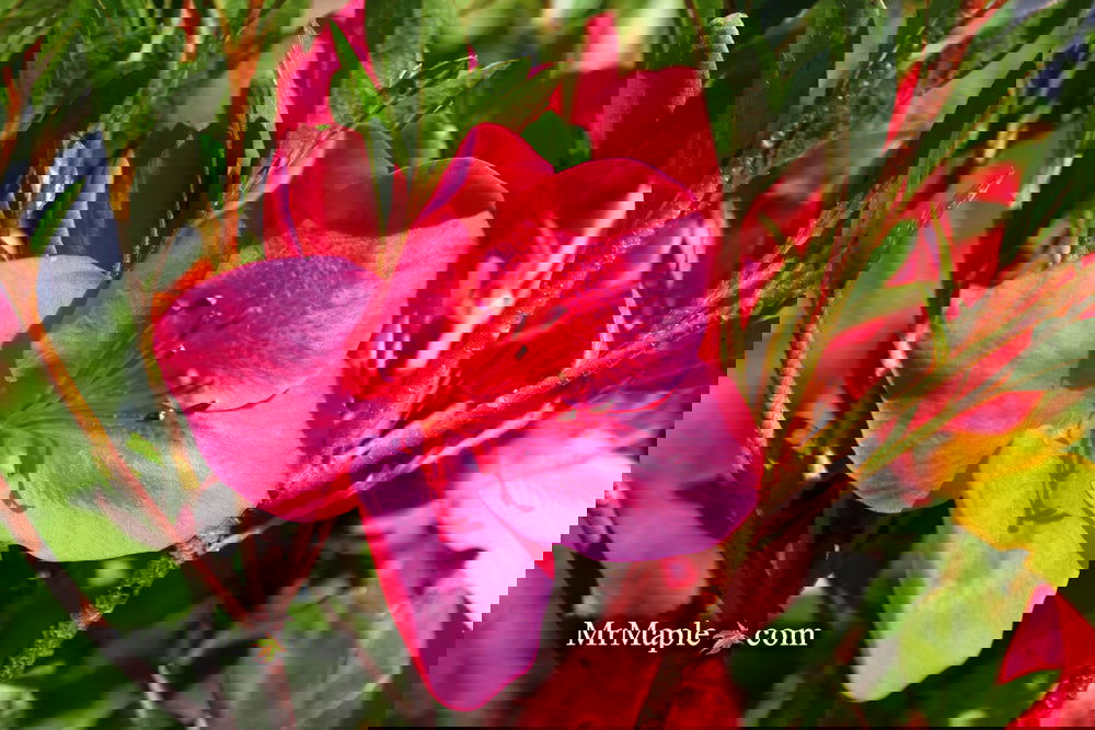 Azalea 'Nuccio's Wild Cherry' Cherry Pink Flowering Satsuki Azalea