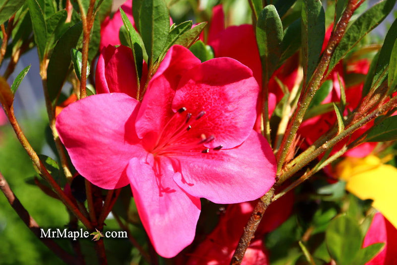 - Azalea 'Nuccio’s Wild Cherry’ Cherry Pink Flowering Satsuki Azalea - Mr Maple │ Buy Japanese Maple Trees