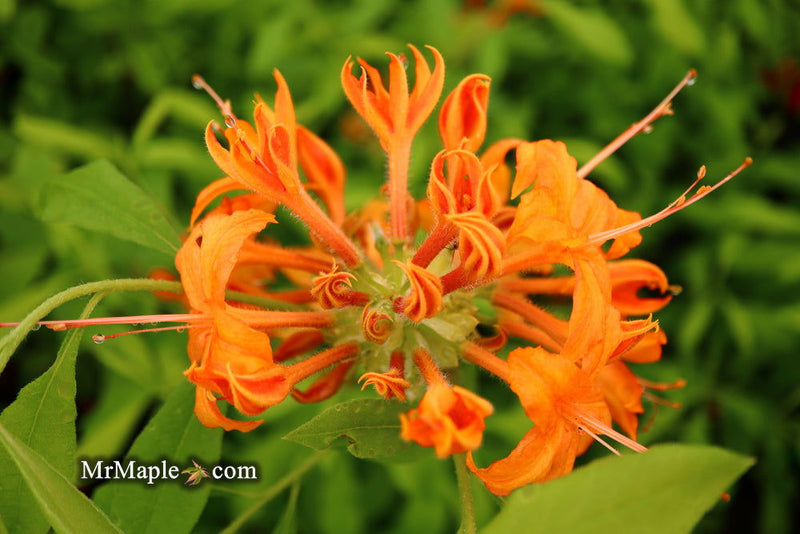 - Azalea 'Orange Carpet’ Native Azalea - Mr Maple │ Buy Japanese Maple Trees