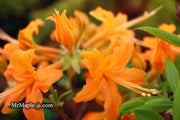 - Azalea 'Orange Carpet’ Native Azalea - Mr Maple │ Buy Japanese Maple Trees