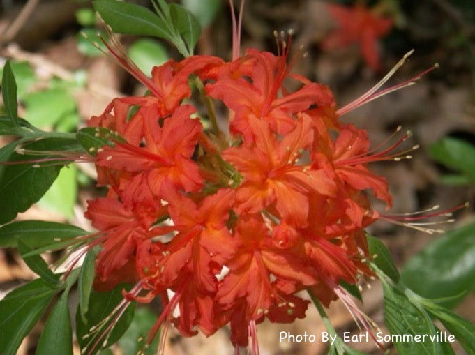 - Azalea 'Orange Carpet’ Native Azalea - Mr Maple │ Buy Japanese Maple Trees