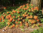 - Azalea 'Orange Carpet’ Native Azalea - Mr Maple │ Buy Japanese Maple Trees