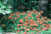 - Azalea 'Orange Carpet’ Native Azalea - Mr Maple │ Buy Japanese Maple Trees