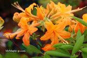 - Azalea 'Orange Carpet’ Native Azalea - Mr Maple │ Buy Japanese Maple Trees