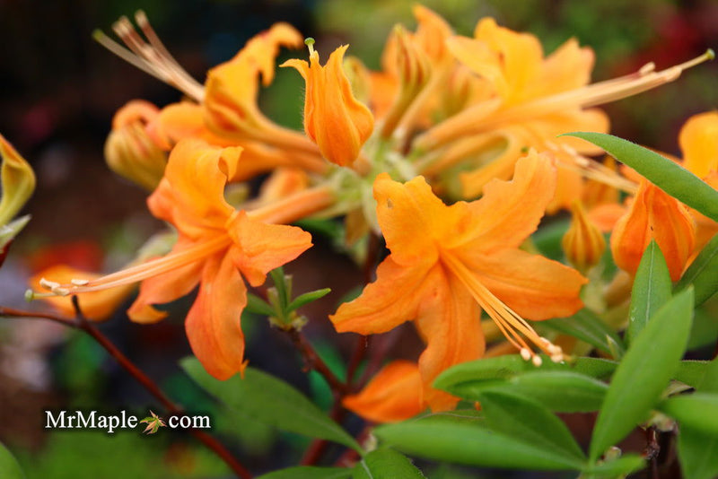 - Azalea 'Orange Carpet’ Native Azalea - Mr Maple │ Buy Japanese Maple Trees