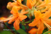 - Azalea 'Orange Carpet’ Native Azalea - Mr Maple │ Buy Japanese Maple Trees