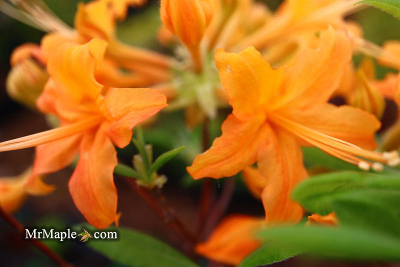 - Azalea 'Orange Carpet’ Native Azalea - Mr Maple │ Buy Japanese Maple Trees