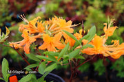 - Azalea 'Orange Carpet’ Native Azalea - Mr Maple │ Buy Japanese Maple Trees