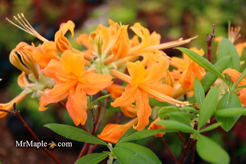 - Azalea 'Orange Carpet’ Native Azalea - Mr Maple │ Buy Japanese Maple Trees