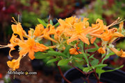 - Azalea 'Orange Carpet’ Native Azalea - Mr Maple │ Buy Japanese Maple Trees