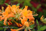 - Azalea 'Orange Carpet’ Native Azalea - Mr Maple │ Buy Japanese Maple Trees