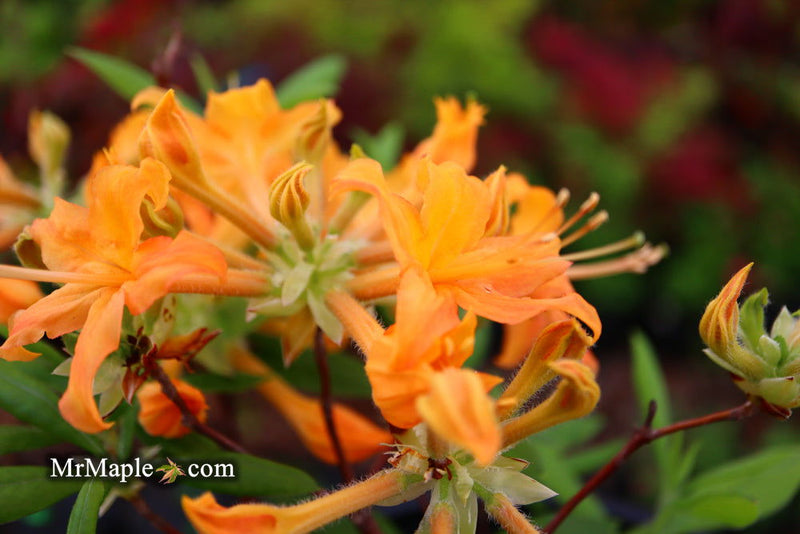 - Azalea 'Orange Carpet’ Native Azalea - Mr Maple │ Buy Japanese Maple Trees
