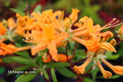- Azalea 'Orange Carpet’ Native Azalea - Mr Maple │ Buy Japanese Maple Trees