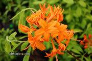 - Azalea 'Orange Carpet’ Native Azalea - Mr Maple │ Buy Japanese Maple Trees