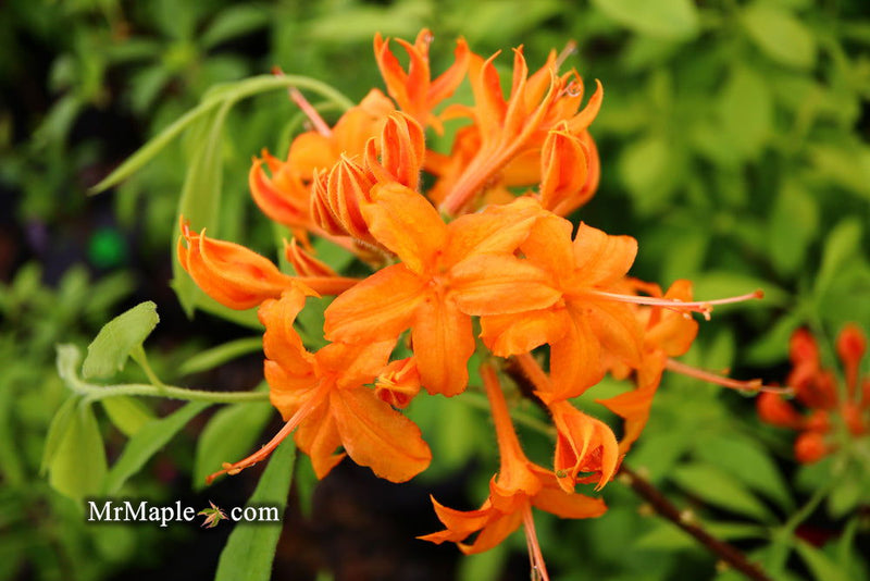 - Azalea 'Orange Carpet’ Native Azalea - Mr Maple │ Buy Japanese Maple Trees