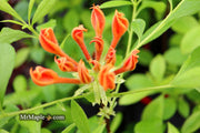 - Azalea 'Orange Carpet’ Native Azalea - Mr Maple │ Buy Japanese Maple Trees