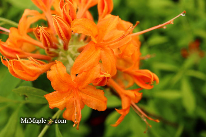 - Azalea 'Orange Carpet’ Native Azalea - Mr Maple │ Buy Japanese Maple Trees