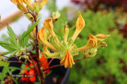 - Azalea 'Orange Carpet’ Native Azalea - Mr Maple │ Buy Japanese Maple Trees