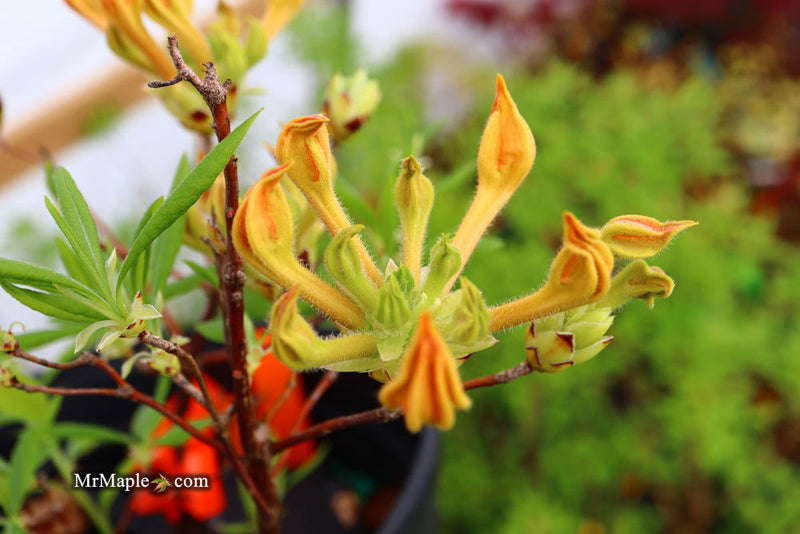- Azalea 'Orange Carpet’ Native Azalea - Mr Maple │ Buy Japanese Maple Trees