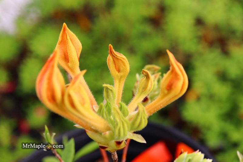 - Azalea 'Orange Carpet’ Native Azalea - Mr Maple │ Buy Japanese Maple Trees