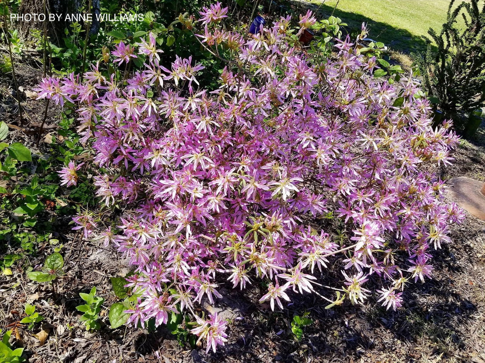 Buy Azalea 'Orchid Lights' Lavender Flowers Deciduous Azalea — Mr