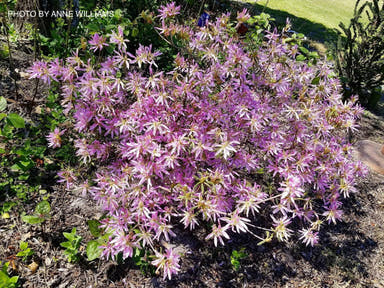 - Azalea 'Orchid Lights’ Lavender Flowers Deciduous Azalea - Mr Maple │ Buy Japanese Maple Trees