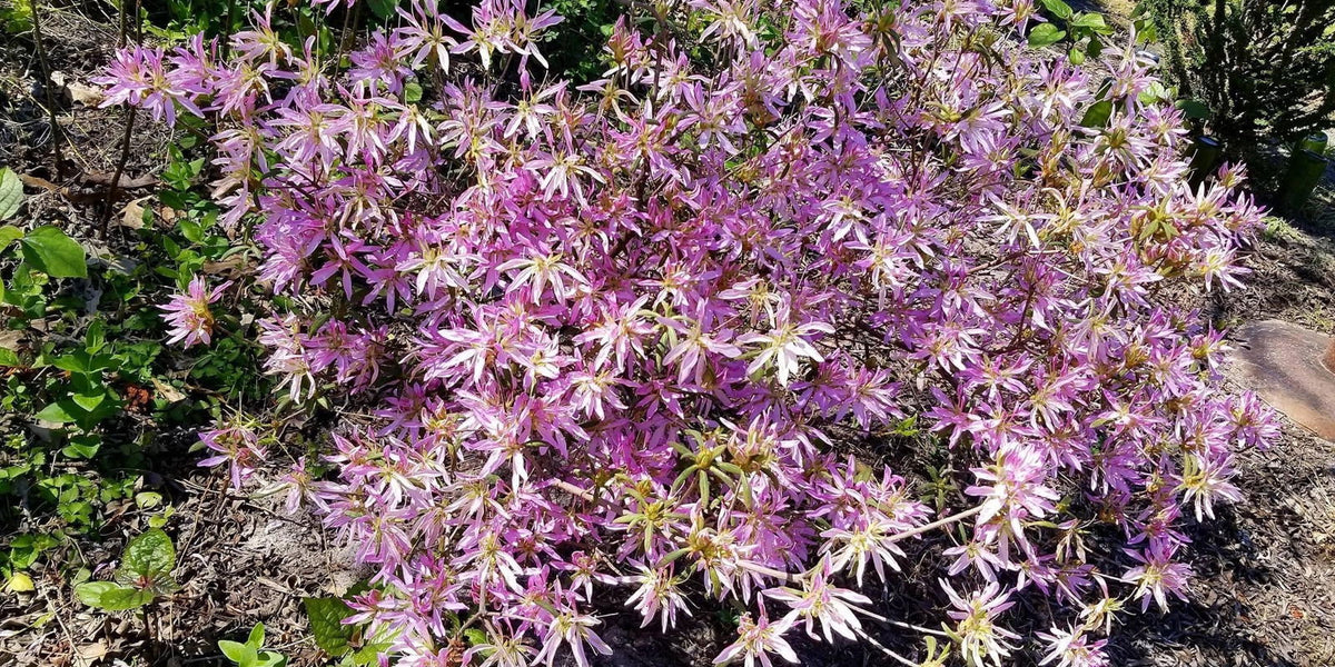 Buy Azalea 'Orchid Lights' Lavender Flowers Deciduous Azalea — Mr