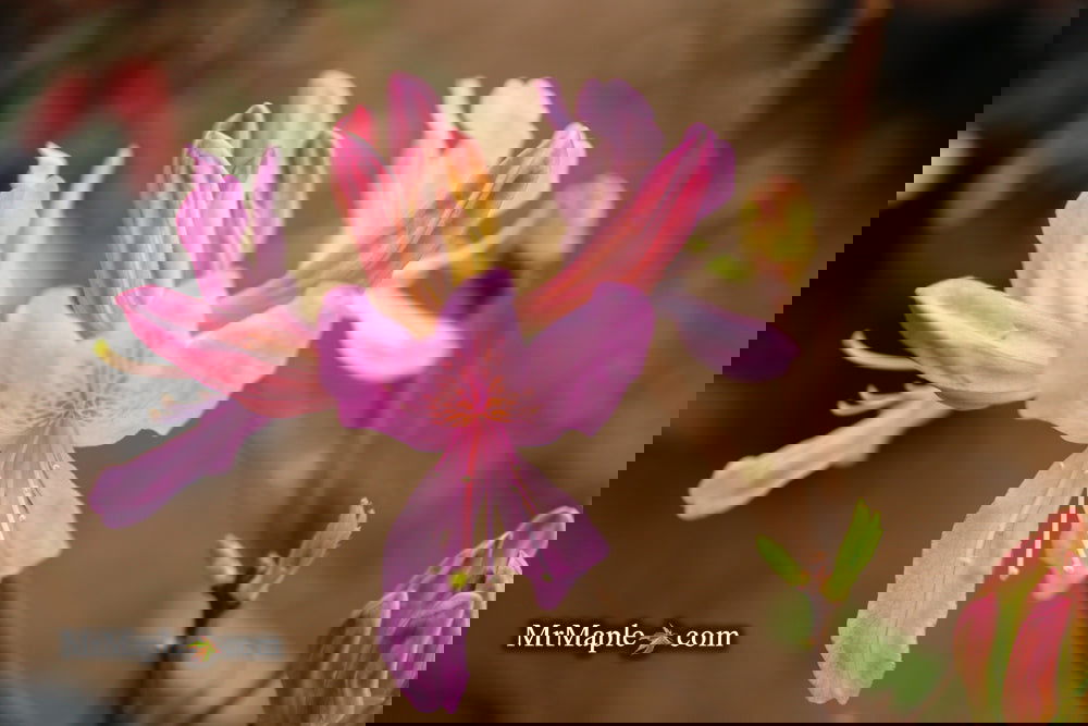 Buy Azalea 'Orchid Lights' Lavender Flowers Deciduous Azalea — Mr