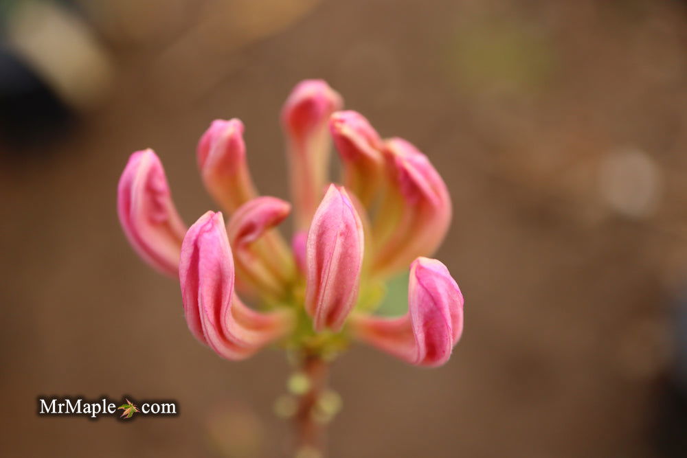 flower•*¨*•.¸♬︎ Buy Azalea 'Orchid Lights' Lavender Flowers Deciduous Azalea — Mr