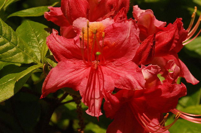 - Azalea 'Pat’s Pink’ Pink Auburn Deciduous Azalea - Mr Maple │ Buy Japanese Maple Trees