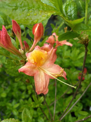- Azalea 'Pat’s Pink’ Pink Auburn Deciduous Azalea - Mr Maple │ Buy Japanese Maple Trees