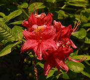 - Azalea 'Pat’s Pink’ Pink Auburn Deciduous Azalea - Mr Maple │ Buy Japanese Maple Trees