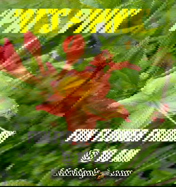 - Azalea 'Pat’s Pink’ Pink Auburn Deciduous Azalea - Mr Maple │ Buy Japanese Maple Trees